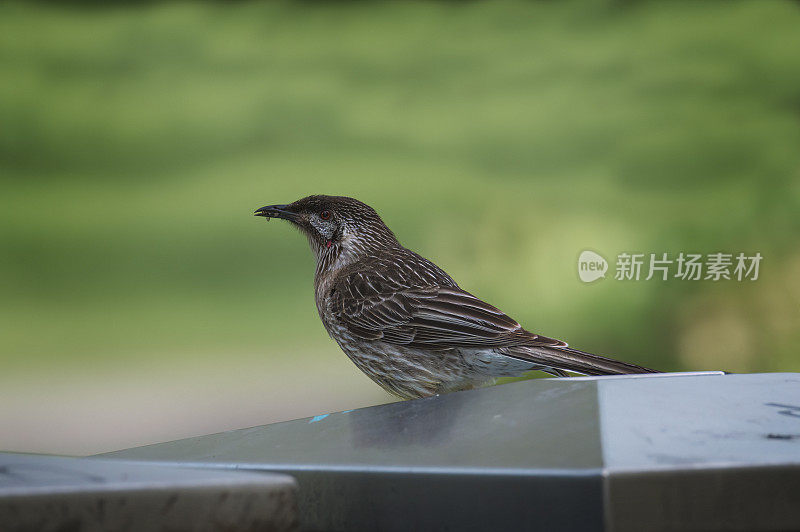 红荆棘鸟（Anthochaera carunculata）